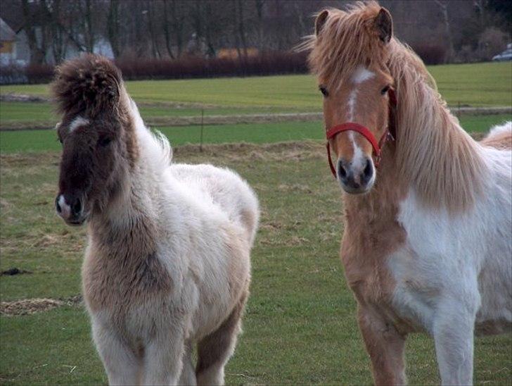 Islænder Gammur fra Hæli - Gammur som føl, sammen med sin mor Hylma (: billede 4