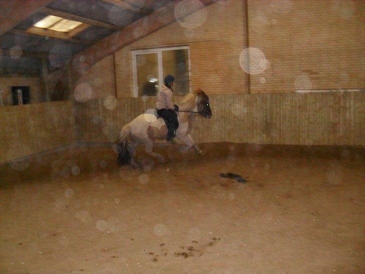 Islænder Gammur fra Hæli - Galop billede 5