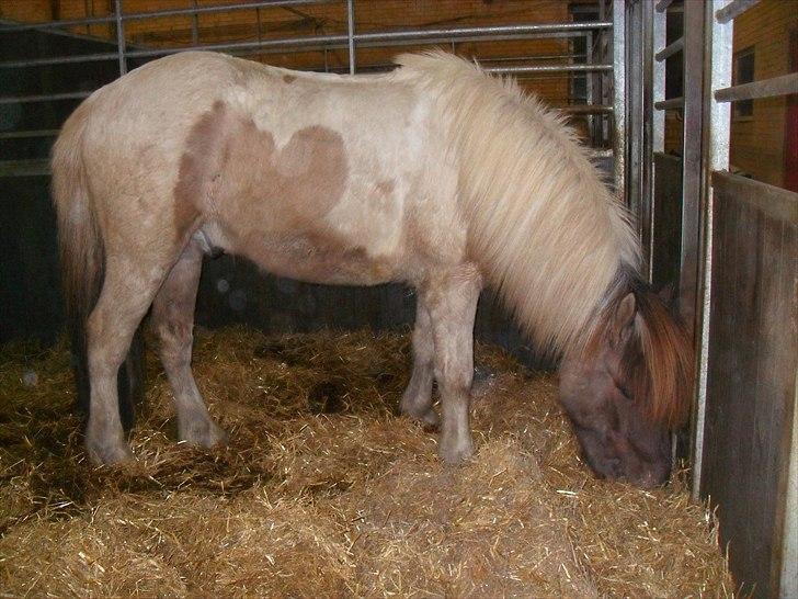 Islænder Gammur fra Hæli billede 6