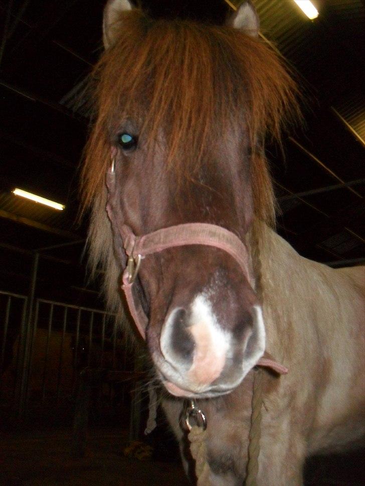 Islænder Gammur fra Hæli billede 7