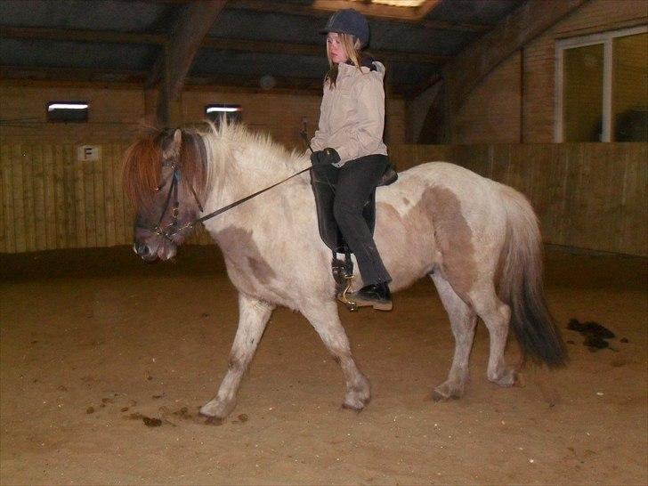 Islænder Gammur fra Hæli billede 8