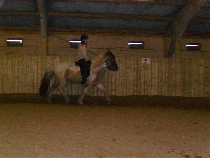 Islænder Gammur fra Hæli billede 9