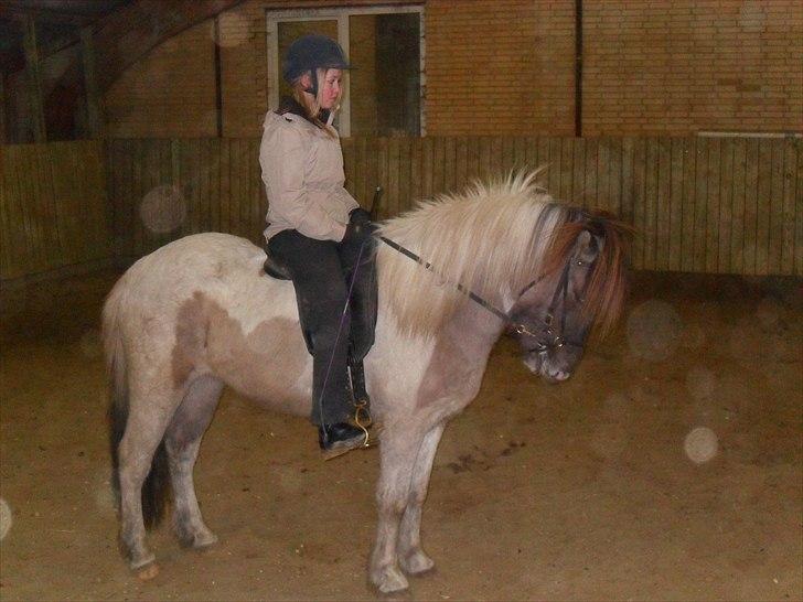 Islænder Gammur fra Hæli billede 10