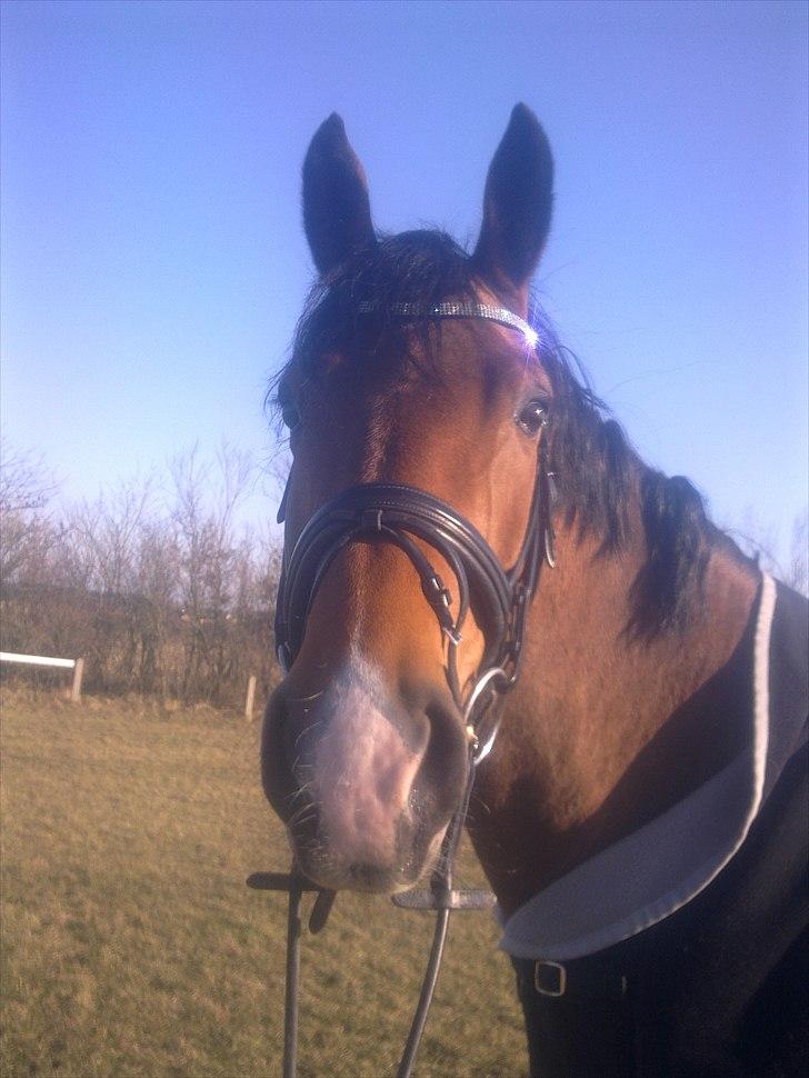 Dansk Varmblod Bakkegaardens Anemone - Marts 2011 billede 7