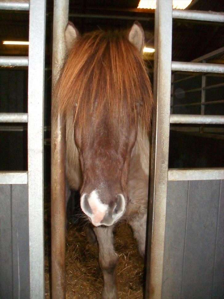 Islænder Gammur fra Hæli billede 11