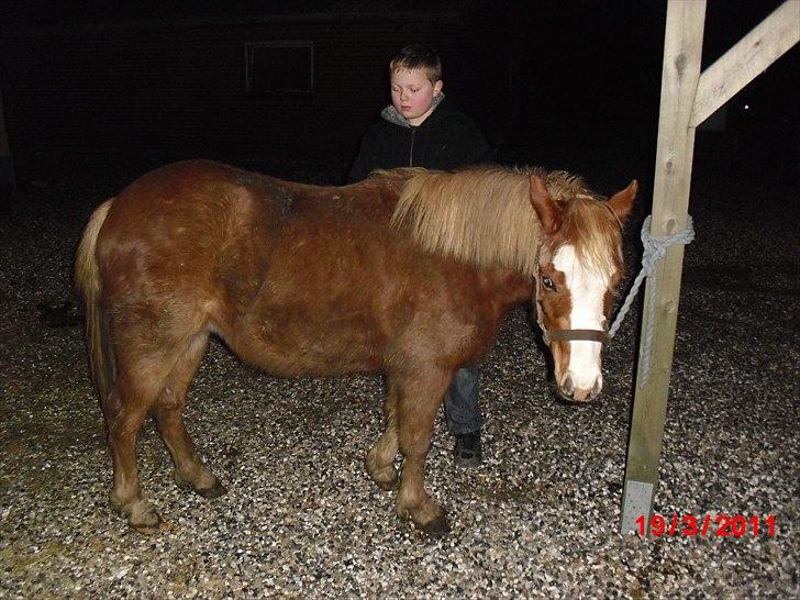 Welsh Partbred (Sec F) Benborgs Kira - Mick prøver og få styr på frisuren. he he billede 10