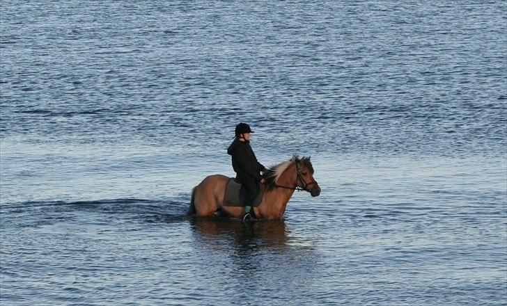 Anden særlig race Flicka *Hvil i fred* - På stranden i 2006. billede 1
