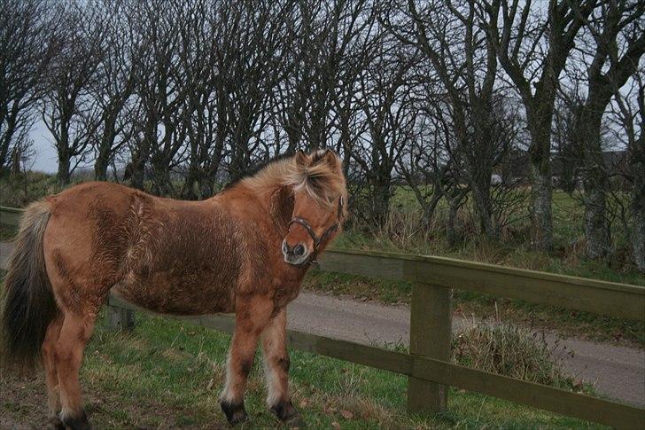 Anden særlig race Flicka *Hvil i fred* - Den dag min elskede pony blev aflivet.. Hvil i fred Flicka.. billede 3