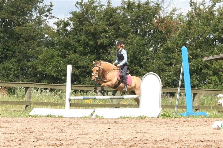 Anden særlig race Flicka *Hvil i fred* billede 4