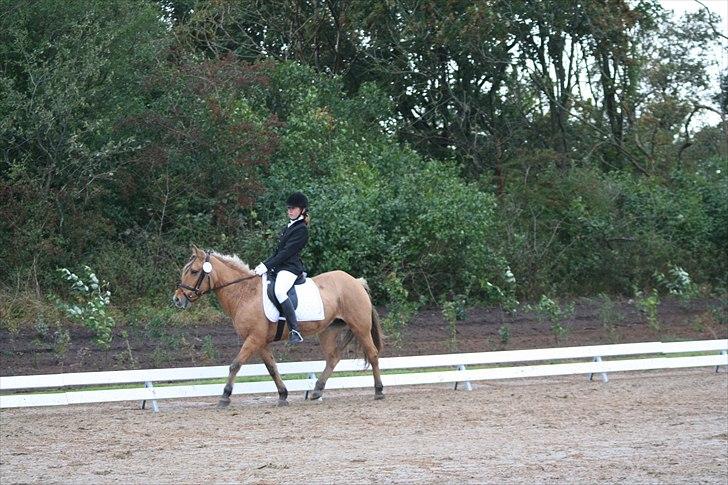 Anden særlig race Flicka *Hvil i fred* billede 5