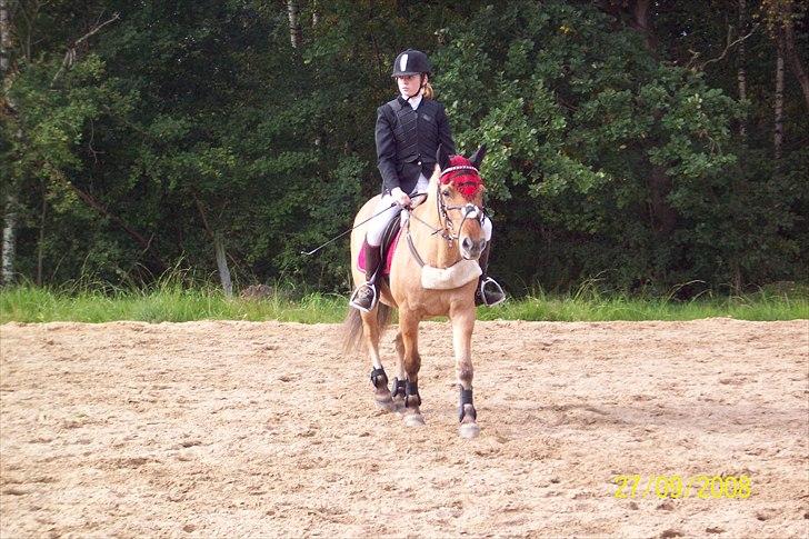 Anden særlig race Flicka *Hvil i fred* billede 7