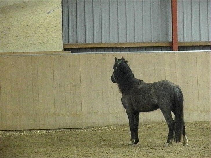 Welsh Mountain (sec A) Lærkegårdens Bad Boy .. Solgt .. - han ser en meget flot fyr i spejlet, flot bad boy det er dig selv billede 9