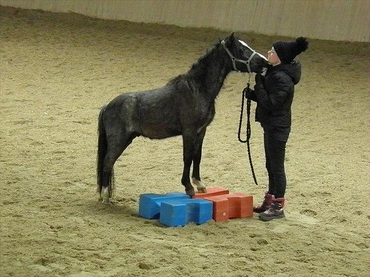 Welsh Mountain (sec A) Lærkegårdens Bad Boy .. Solgt .. billede 10