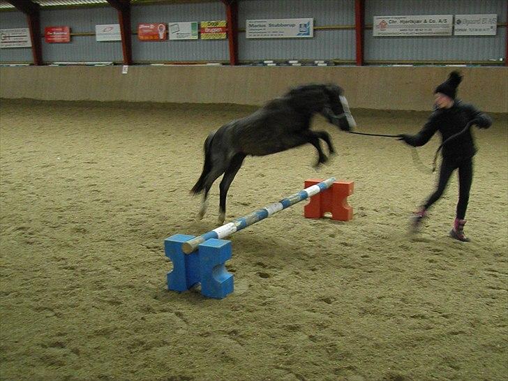 Welsh Mountain (sec A) Lærkegårdens Bad Boy .. Solgt .. - det er noget han kan lide billede 11