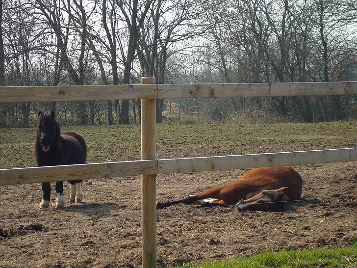 Shetlænder Mondeo billede 5