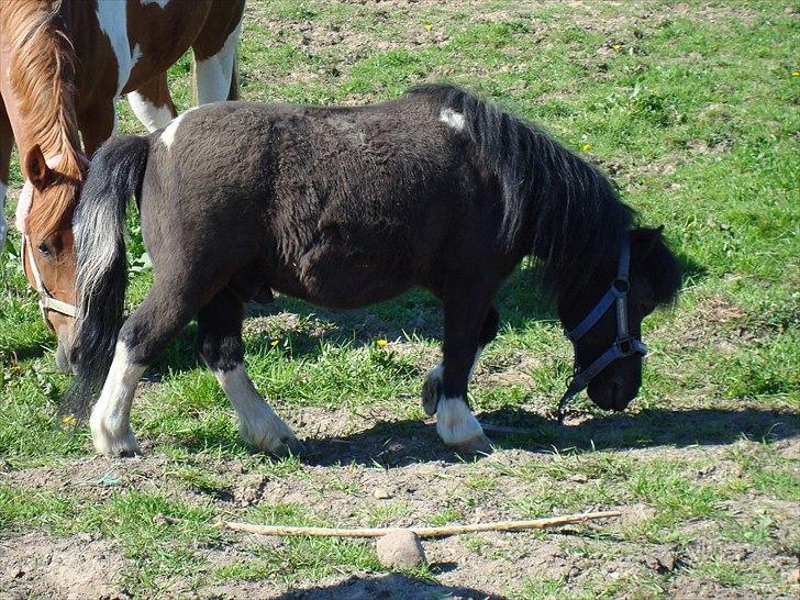 Shetlænder Mondeo billede 6