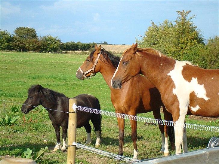 Shetlænder Mondeo billede 7