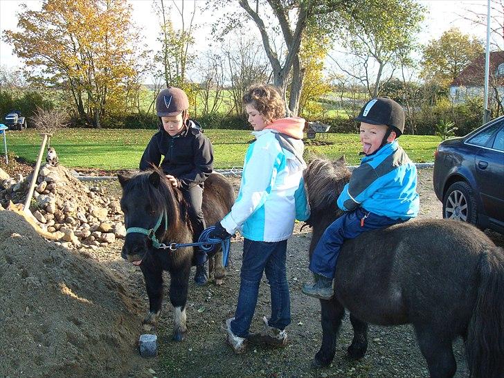 Shetlænder Mondeo billede 8