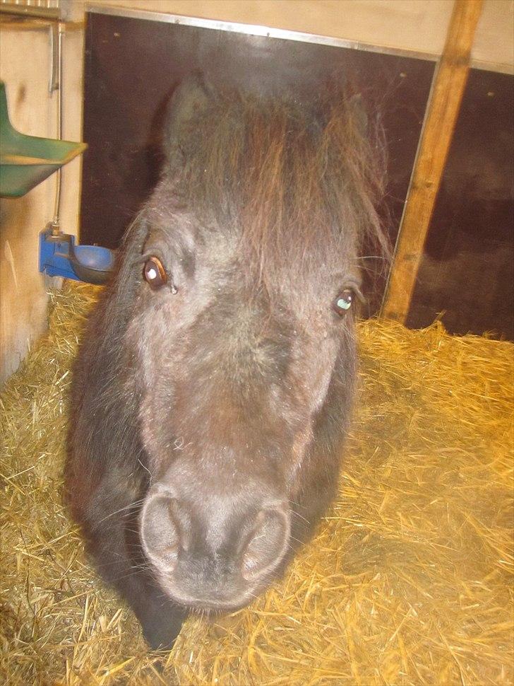 Shetlænder Mondeo billede 9