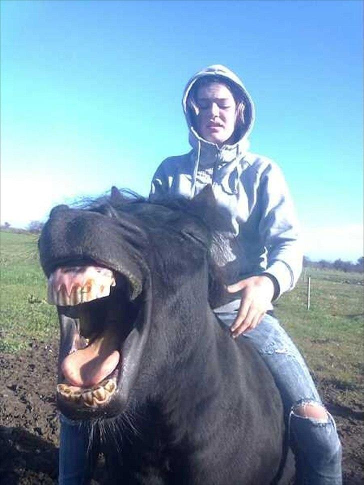 Shetlænder Mondeo - HI HI HI<3 billede 10