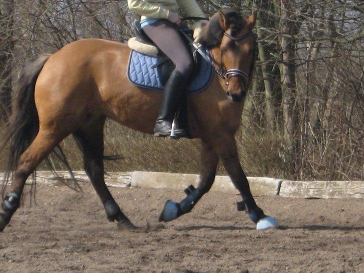 Anden særlig race Brie Marteyna - Min Smukke Brie 2/4 2011 <3 :D   billede 10