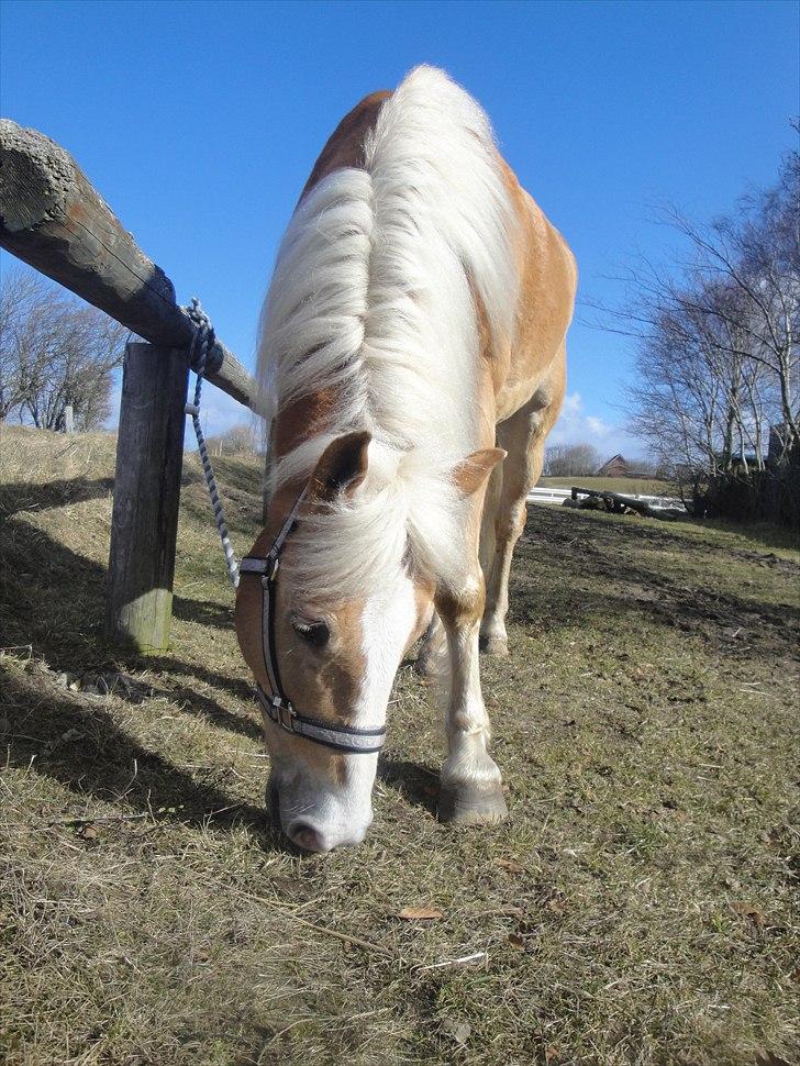Haflinger mustang(rideskolehest) - 13) foto: mig :D billede 13
