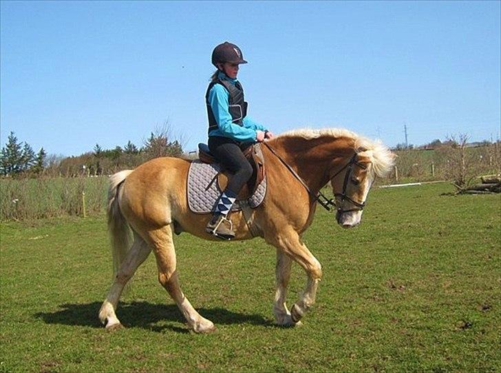 Haflinger mustang(rideskolehest) - 14) dresur 
foto: tenna :):). billede 14
