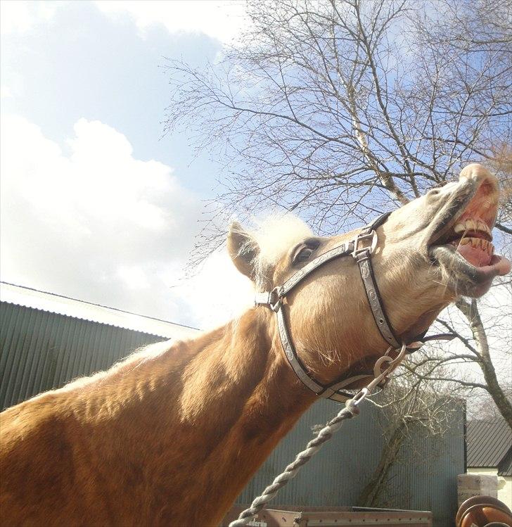 Haflinger mustang(rideskolehest) - 15) smil til verden, så smiler den igen
foto: mig (;. billede 15