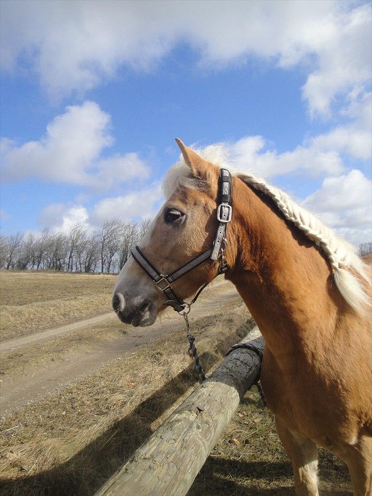 Haflinger mustang(rideskolehest) - 17) smukke!(; 
foto: mig billede 17