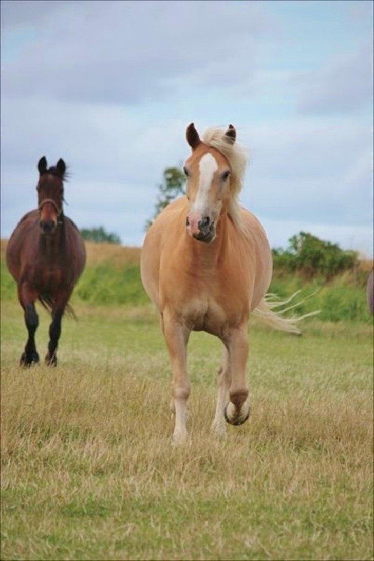Haflinger mustang(rideskolehest) - 18) fold 
foto: ida dalgaard :) billede 18