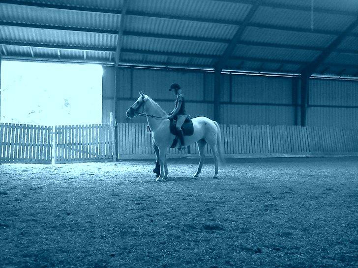 Anden særlig race serina (solgt) billede 1