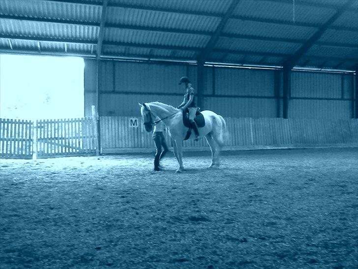 Anden særlig race serina (solgt) billede 2