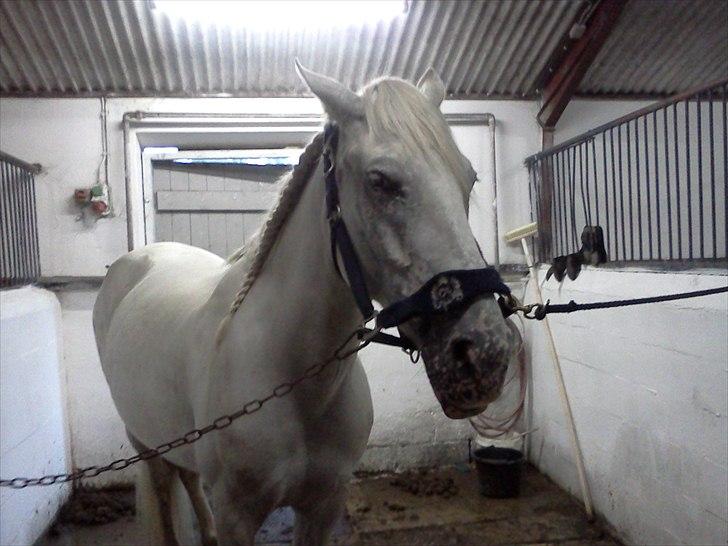 Anden særlig race serina (solgt) billede 3