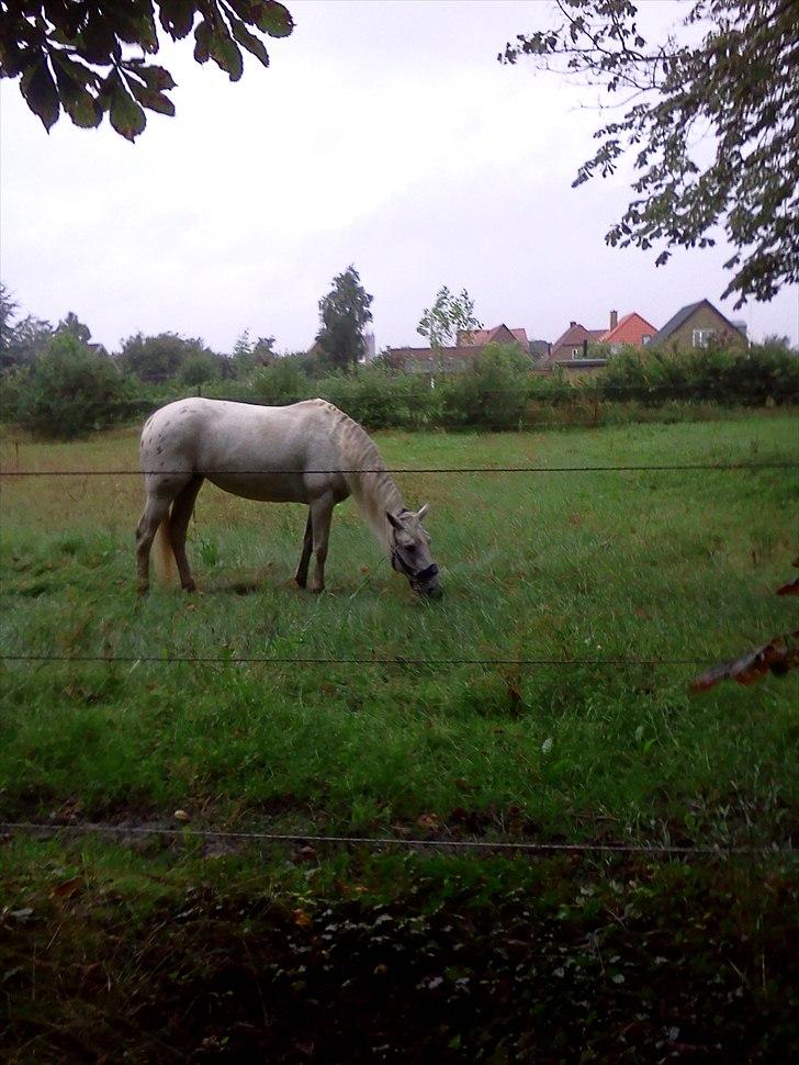 Anden særlig race serina (solgt) billede 4