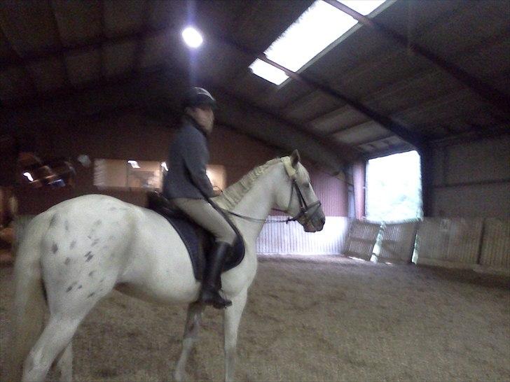 Anden særlig race serina (solgt) billede 5