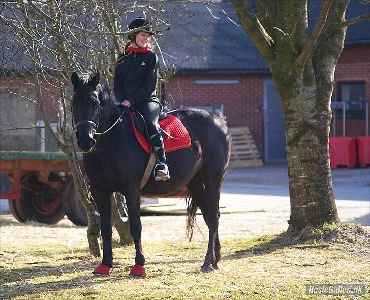 Oldenborg Dark Angel - På tur :-). Fotograf:SH billede 11