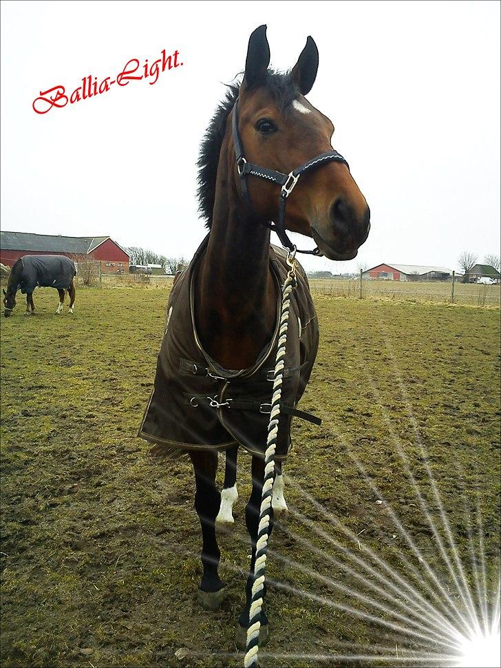 Dansk Varmblod Ballia-Light - Velkommen til Ballia´s profil! :D billede 1
