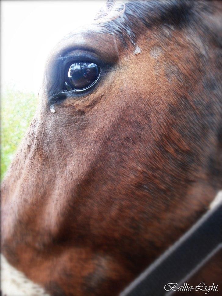 Dansk Varmblod Ballia-Light - En dag i regnvejr i:  billede 2