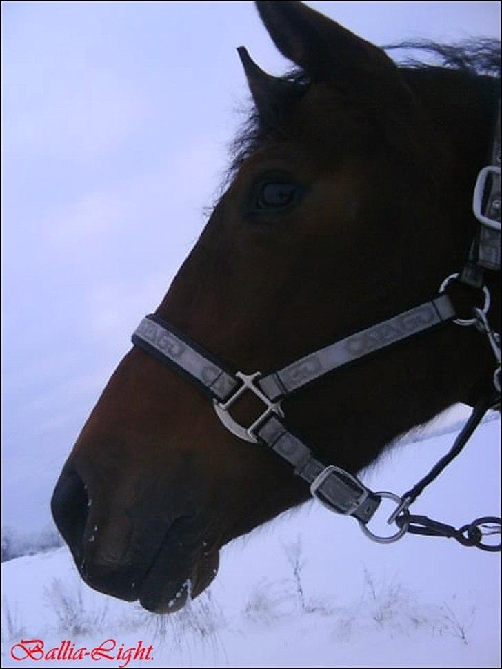 Dansk Varmblod Ballia-Light - smukke!  billede 3