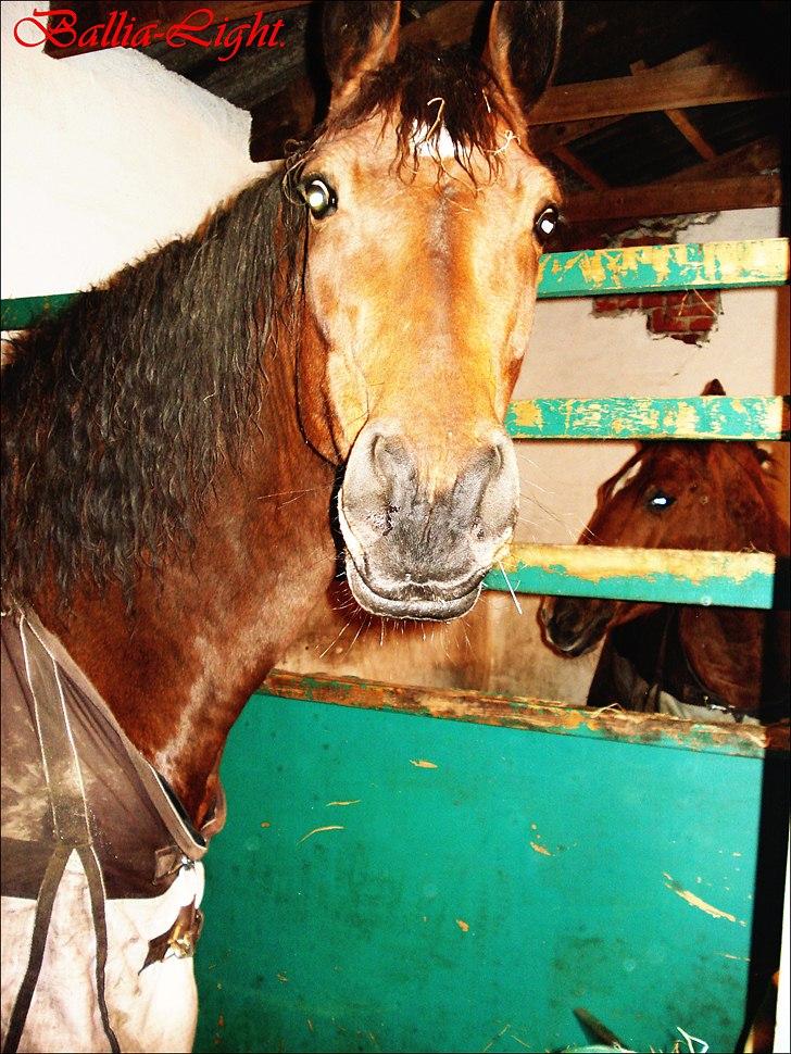 Dansk Varmblod Ballia-Light - wooow! O:  billede 4