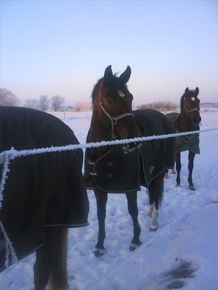 Dansk Varmblod Ballia-Light - sne på folden! :D billede 5