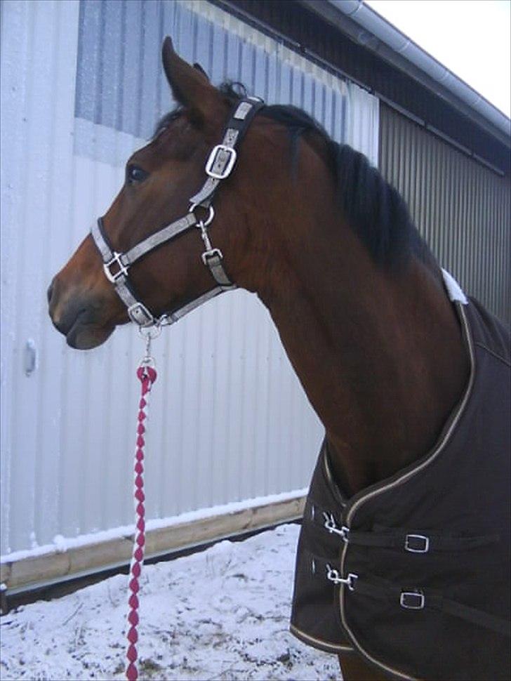 Dansk Varmblod Ballia-Light - beautiful!  billede 6