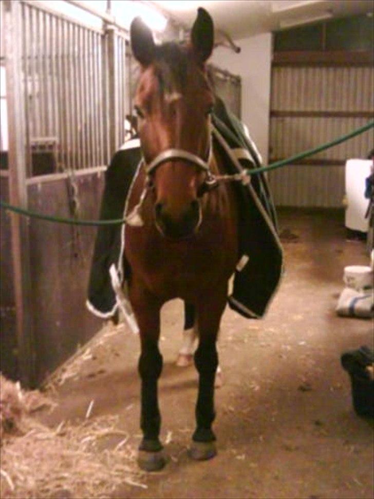 Dansk Varmblod Ballia-Light - lige inden ridning :D. billede 7