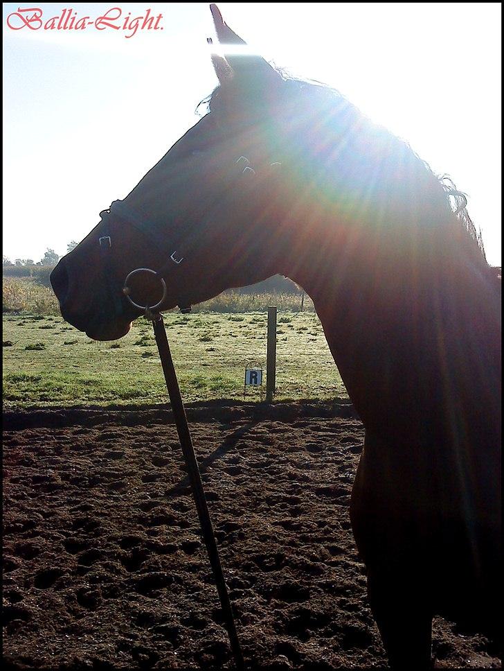 Dansk Varmblod Ballia-Light - :I billede 8