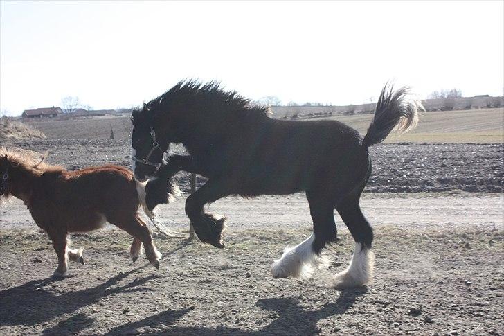 Irish Cob Filine billede 19