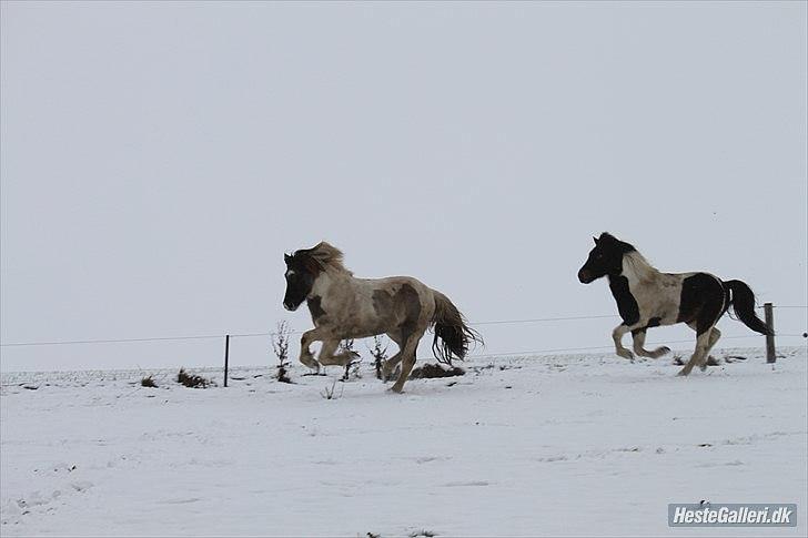 Islænder Gammur fra Hæli - Gammur og Hjalti- Foto: Camilla N(: billede 12