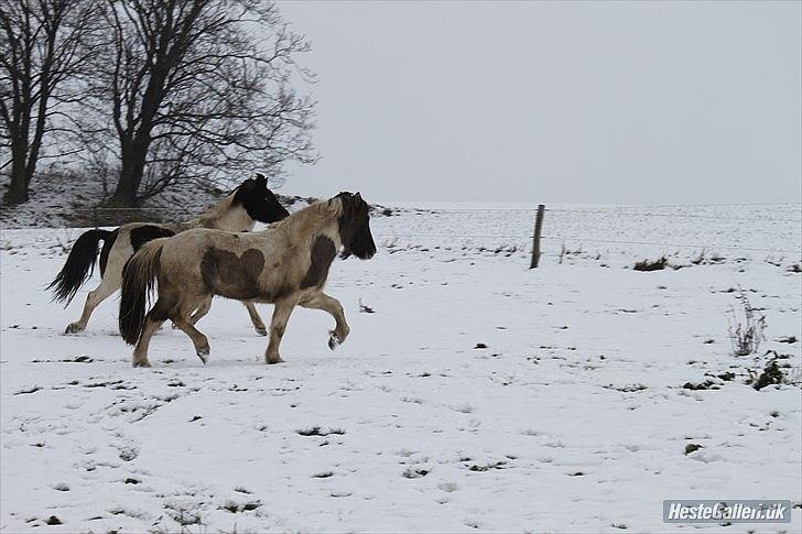 Islænder Gammur fra Hæli - Foto: Camilla N(: billede 13