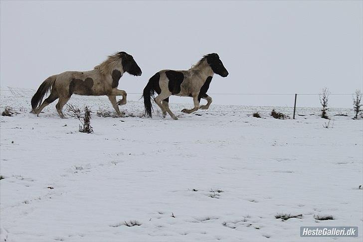 Islænder Gammur fra Hæli - Foto: Camilla N(: billede 14