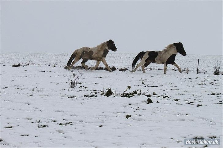 Islænder Gammur fra Hæli - Foto: Camilla N(: billede 15