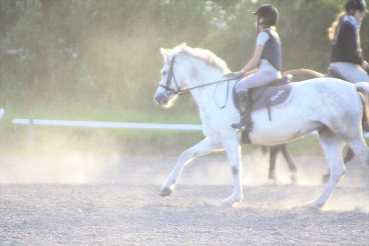 Welsh Pony af Cob-type (sec C) Hesta RIP - Min første galop på min egen pony;-) billede 3